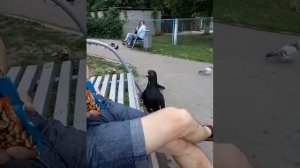 Как приручить голубя?