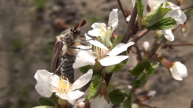 Цветущая китайская вишня смотреть онлайн
