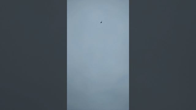 Бакинские мраморные голуби Сефера село Салик Рес Дагестан смотреть онлайн