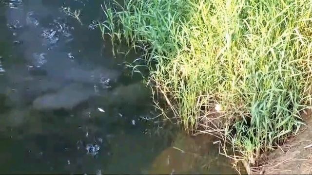 Природный парк. Долина р. Сходня, Куркино. 25.07.2024 год смотреть онлайн