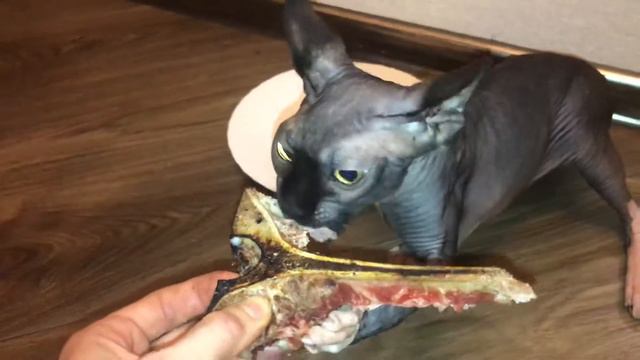 Сфинкс ест говядину. смотреть онлайн