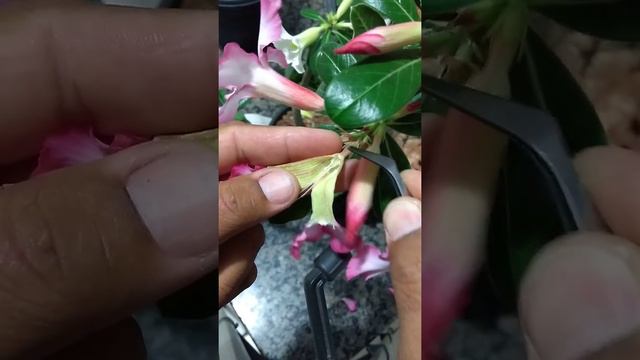 Rosa do Deserto Polinização Manual - Adenium - 1 смотреть онлайн