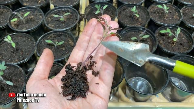 Рассада томатов вытянулась? Всё исправляется в момент просто сделайте это смотреть онлайн