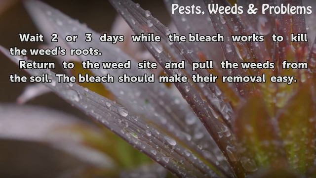 How to Kill Weeds With Bleach смотреть онлайн