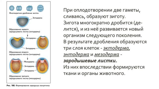 Биология 7 класс. Урок 58 смотреть онлайн