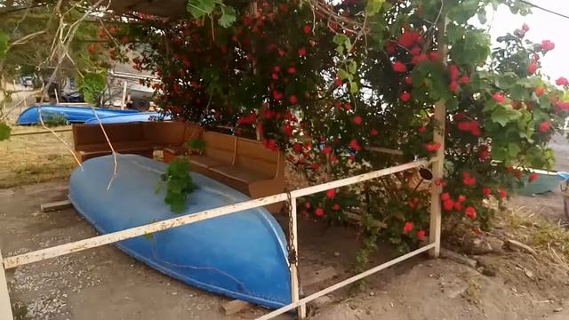 кустовые красные розы на чёрном море смотреть онлайн