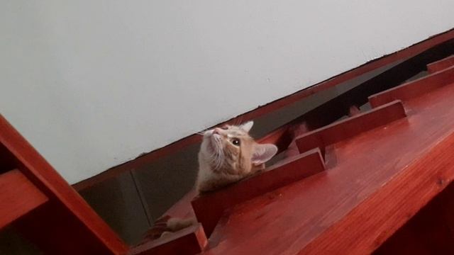 Кошачья голова? смотреть онлайн