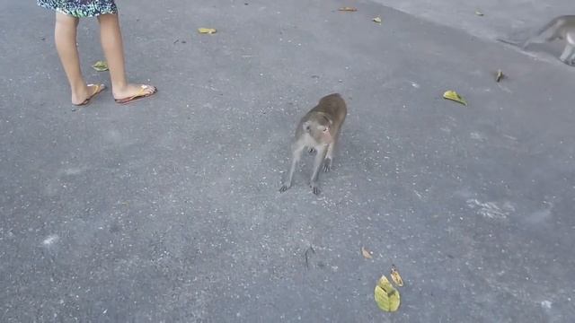 ТАЙЛАНД. Храм обезьян (Золотой Колокольчик). смотреть онлайн