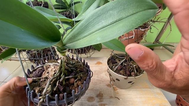 Mẹo Hay Dùng Bột Ngọt Làm Tưới Lan Hồ Điệp Giúp Rễ Và Lá Phát Triển Cực Nhanh смотреть онлайн