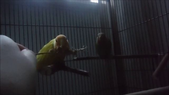 First Steps to Clicker/Target Training with Lovebirds смотреть онлайн