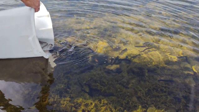 Зарыбления налима для сохранения этой рыбы! Проект налим для реки. Запускаем налимов в Германии! смотреть онлайн