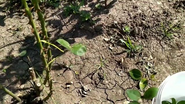 Избавился от чёрной пятнистости на розах простыми народными средствами. смотреть онлайн