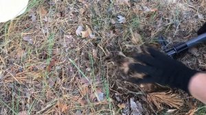 ?? Сбор Хвойного Опада. ? Подготовка к Посадке Голубики.