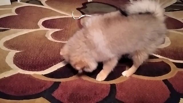 Как приучили шпица к пеленки . смотреть онлайн