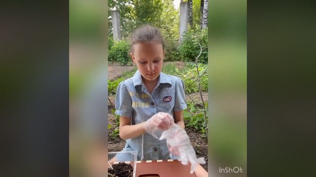 Тамаринд. Индийский финик. Пересаживаю загадочное дерево.