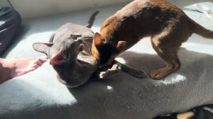 Абиссинский хулиган пристает к Ориенталам #котята