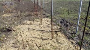 ВЕСЕННЯЯ ОБРЕЗКА РЕМОНТАНТНОЙ ЕЖЕВИКИ БЛЭК МЭДЖИК НА ДВА ПЛОДОНОШЕНИЯ