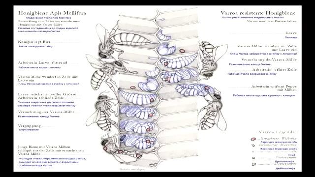 VSH Матки   Разбор полетов