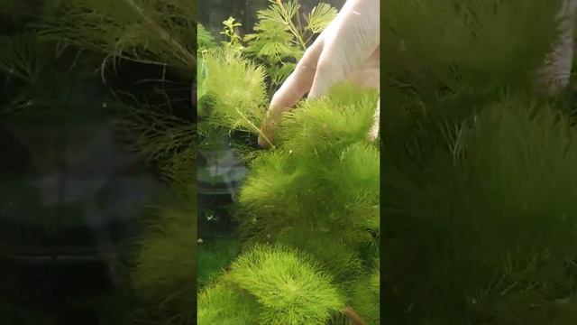 Пушистая Амбулия и Кабомба смотреть онлайн