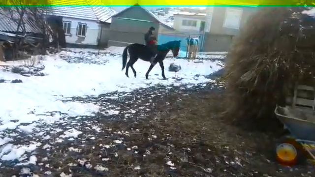 Обучение лошади смотреть онлайн