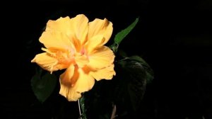 Распускаются цветы