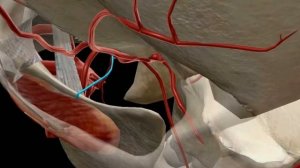 Верхнечелюстная артерия