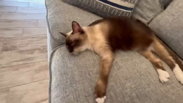 У меня челюсть отвисла! Пробуйте! #натальяфальконе #флорида #сша #русскиевсша смотреть онлайн