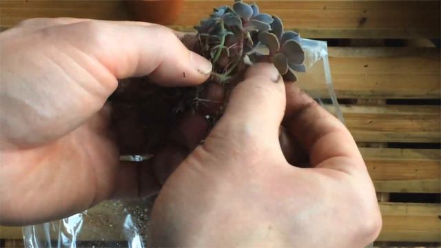 Repot Sproutlings Echeveria смотреть онлайн