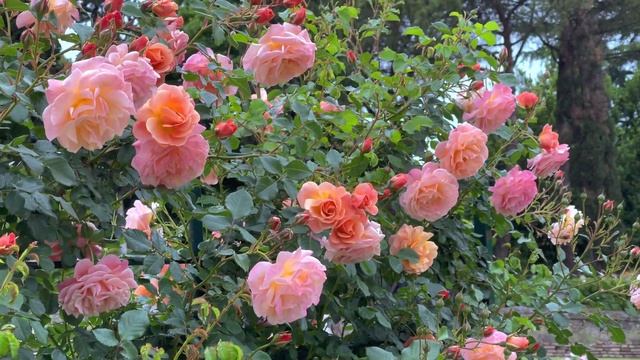 Peach Melba - Kordes Rose смотреть онлайн