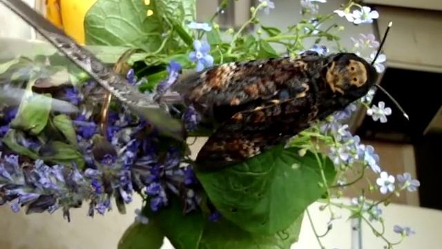 Бражник Мертвая Голова ( Acherontia atropos makes sounds ) смотреть онлайн