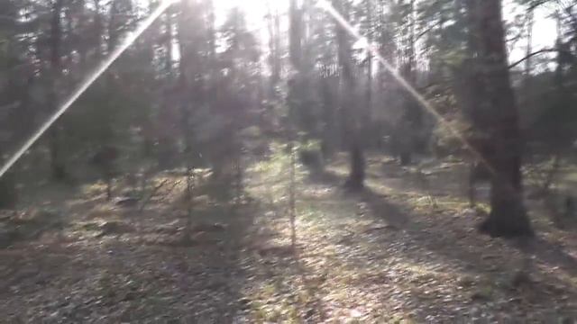 Волчата | Зоотеатр | 8(965)380-13-11 смотреть онлайн