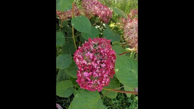 HYDRANGEA ARBORESCENS SWEET ANNABELLE
