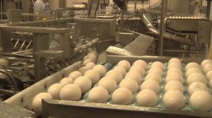 Making 4Life Transfer Factor  rus. Производство трансфер факторов 4life.