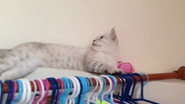 кошка муся зевает/ funny cat yawns смотреть онлайн