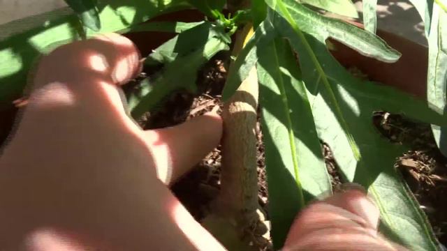 Solanum linearifolium | Mountain Kangaroo apple смотреть онлайн