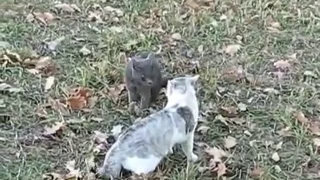 Коты дерутся на улице смотреть онлайн