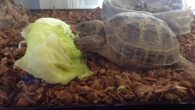 My Russian tortoise eating lettuce смотреть онлайн