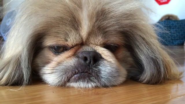 Albert the Pekingese can't stay awake! смотреть онлайн