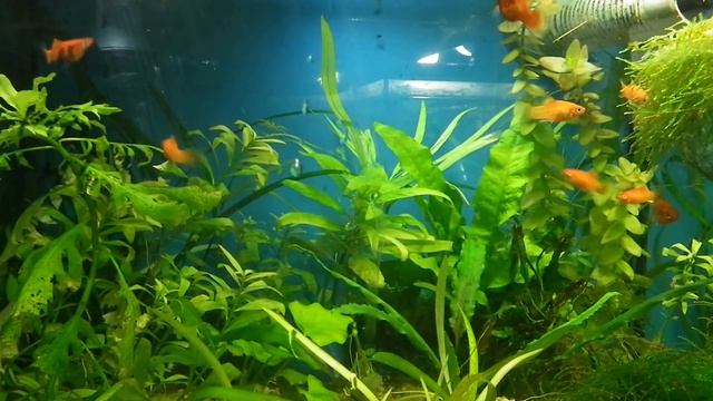 Как понизить рН воды в аквариуме. смотреть онлайн