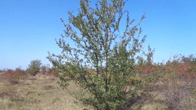 Обрезка губит деревья. Юг превращается в пустыню. смотреть онлайн