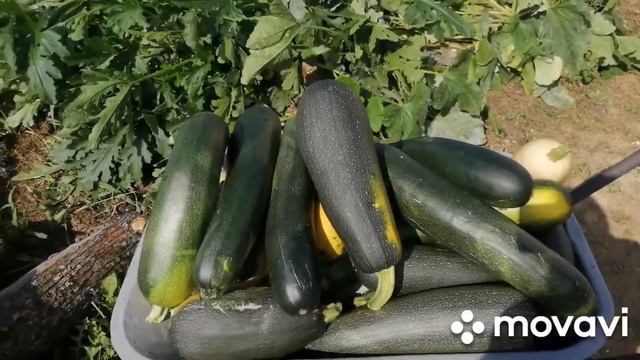 Выходной на даче. кабачки собраны, перцы, зреют. смотреть онлайн