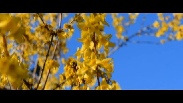 Early Spring Cinematic - 4/20/16 смотреть онлайн