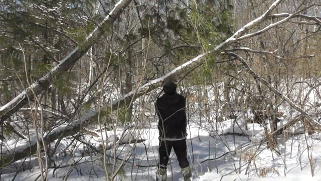 Woodcarving  Древесина для резьбы  Валежник