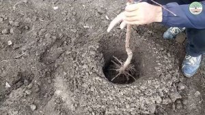 Посадка абрикоса. Как посадить саженец абрикоса. Обрезка саженца абрикоса.