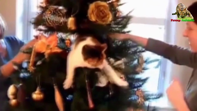 Кошки нападают. Бесстрашные кошки! смотреть онлайн