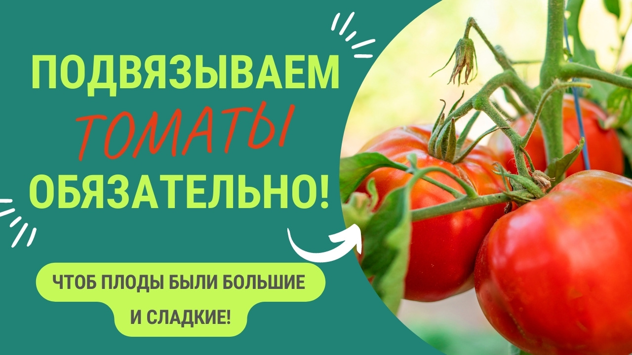 Как Подвязать Кисть Томатов, Чтобы Она Не Поломалась смотреть онлайн