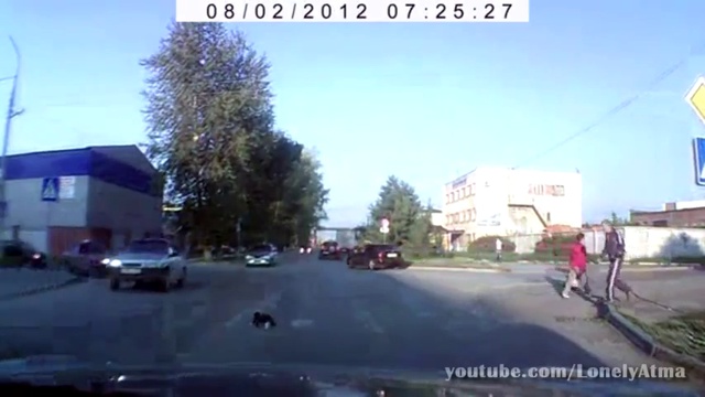 Котенок перебегает дорогу смотреть онлайн