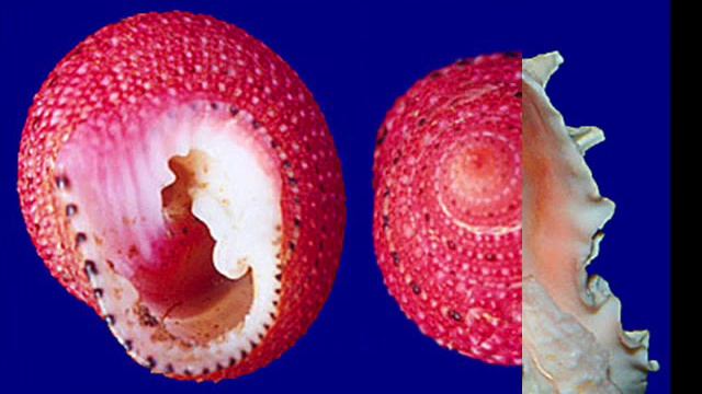 МОРСКИЕ РАКОВИНЫ часть 2