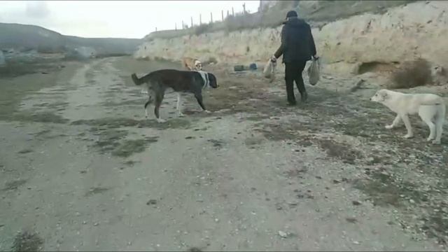 Кавказские Волкодавы. село Леваши. смотреть онлайн