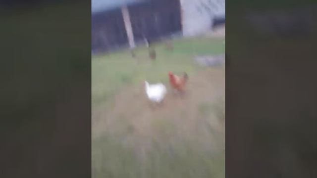 Kury na podwórku i zapraszam was w opis 👇. смотреть онлайн